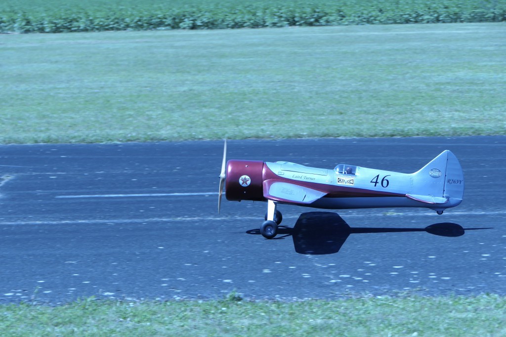 Laird turner , 2,00m d'envergure pour cet oiseau de l'age d'or